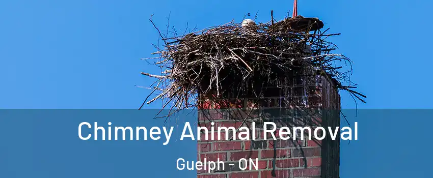  Chimney Animal Removal Guelph - ON