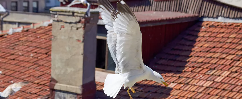 Residential Chimney Animal Removal Solution in Guelph, ON